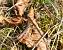 Criquet des pins 