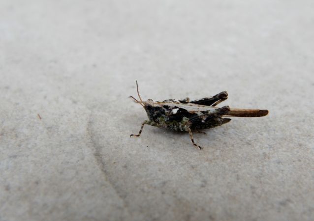 Tétrix des vasières  - Bufo Fizesan (Bufo)