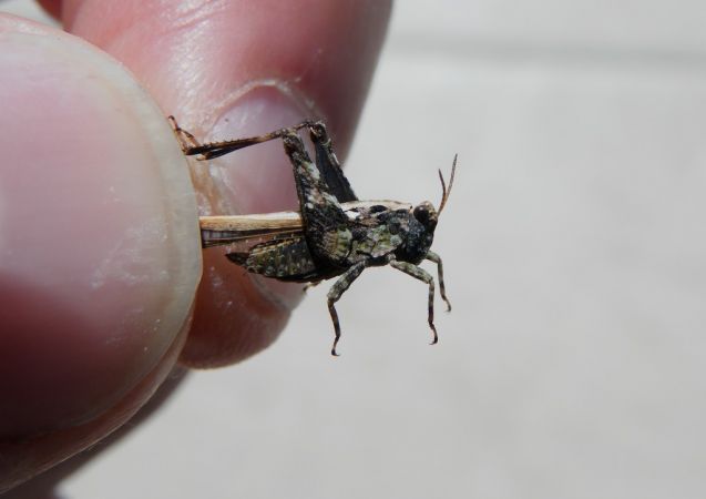 Tétrix des vasières  - Bufo Fizesan (Bufo)