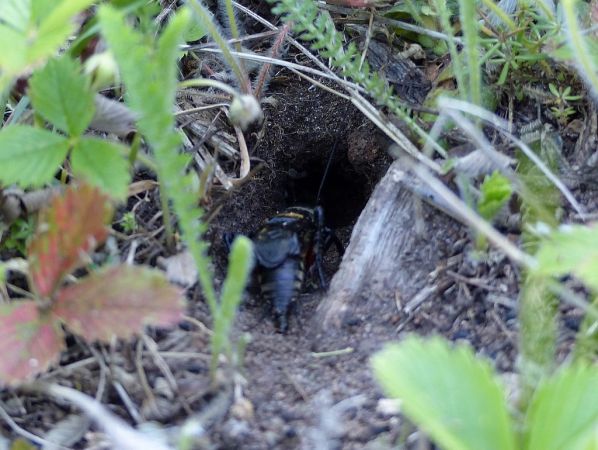 Field Cricket 
