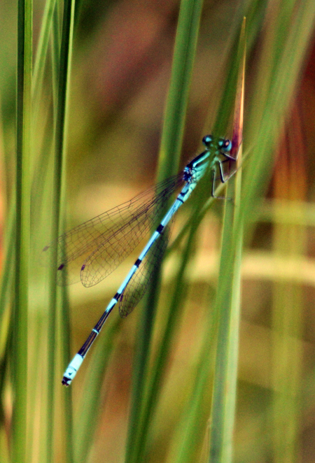 Agrion jouvencelle  - Jacques Thiriet