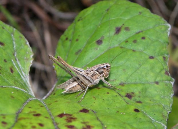 Decticelle carroyée 