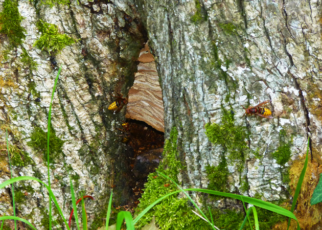 European Hornet  - Jacques Thiriet