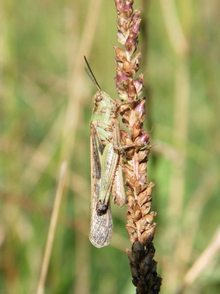 Aiolopus thalassinus 