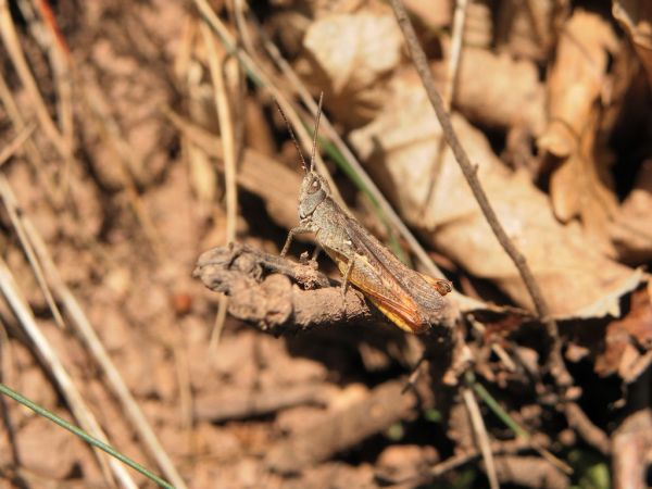 Criquet des pins 