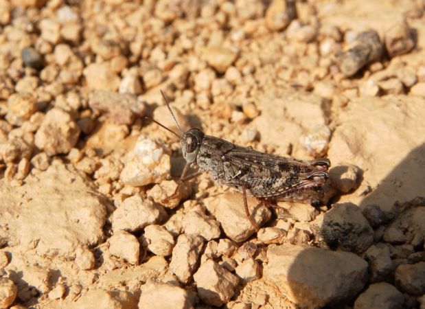Calliptamus barbarus 