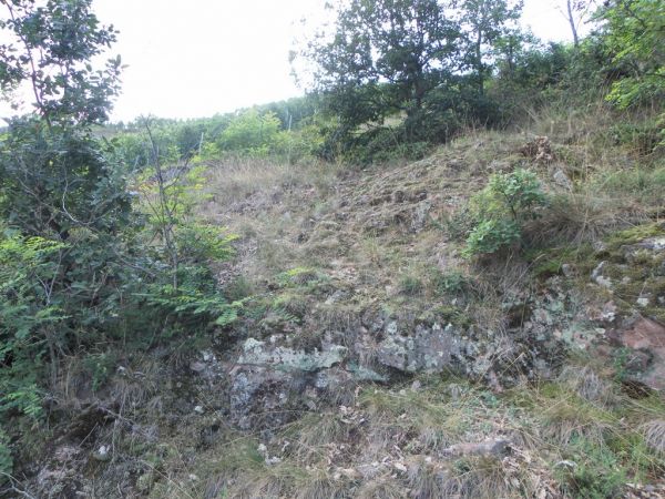 Calliptamus barbarus 