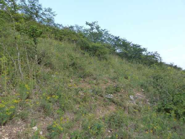 Criquet des jachères 