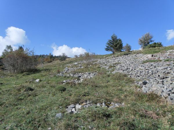 Sténobothre nain 