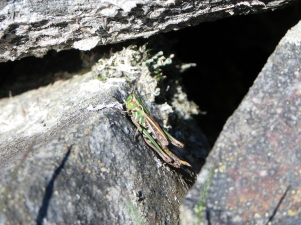 Lesser Mottled Grasshopper 