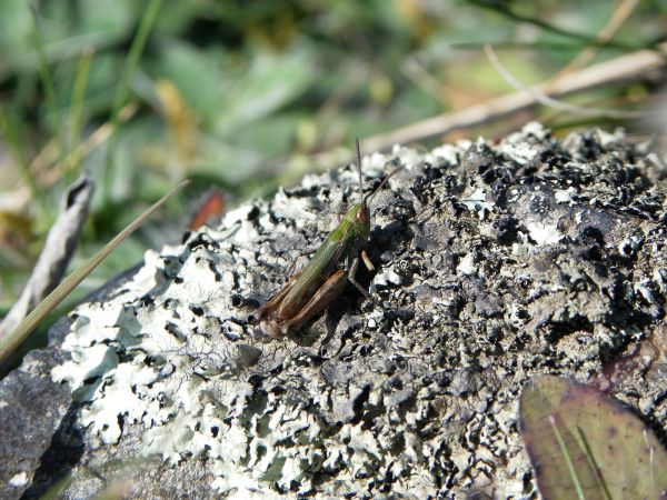 Lesser Mottled Grasshopper 