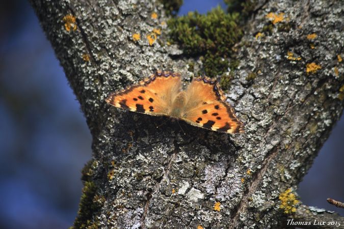 Large Tortoiseshell  - Thomas Lux