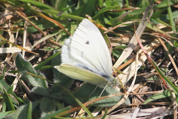 Small White  - Thomas Lux