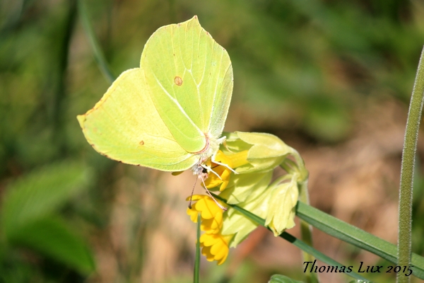 Citron  - Thomas Lux
