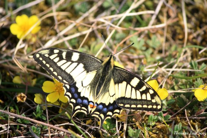 Machaon  - Thomas Lux