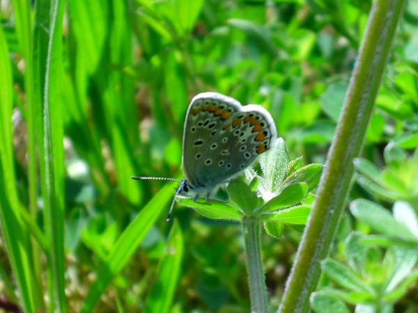 Polyommatus indéterminé  - Thomas Lux