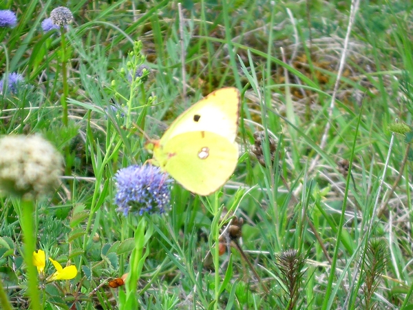 Colias indéterminé  - Thomas Lux