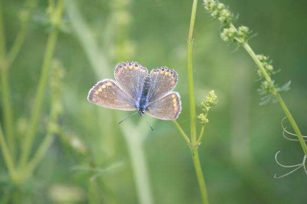 Polyommatus indéterminé  - Thomas Lux