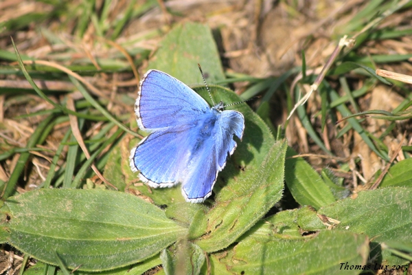 Adonis Blue  - Thomas Lux