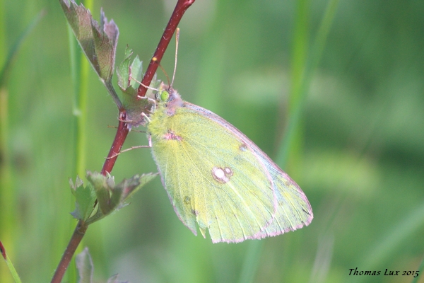Colias indéterminé  - Thomas Lux