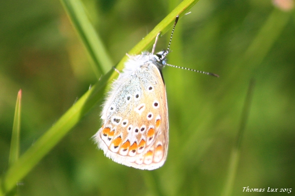 Common Blue  - Thomas Lux