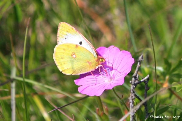 Colias indéterminé  - Thomas Lux