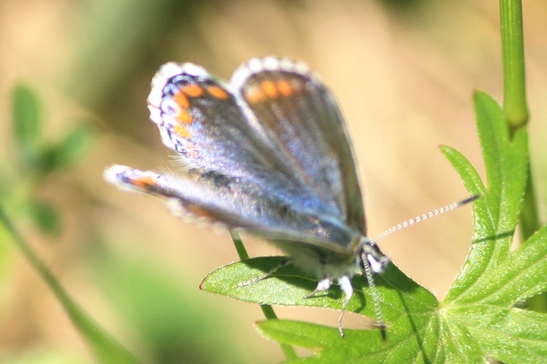 Azuré bleu céleste  - Thomas Lux