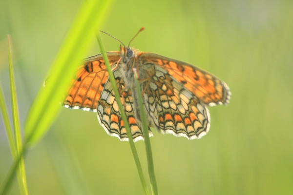 Heath Fritillary  - Thomas Lux