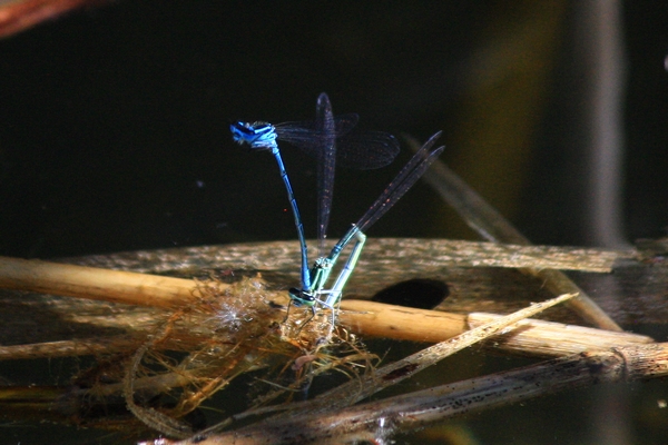 Agrion jouvencelle  - Thomas Lux