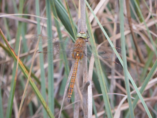 Green-eyed Hawker 
