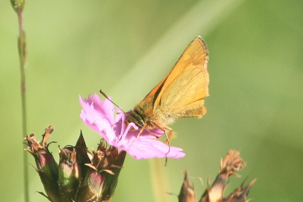 Large Skipper  - Thomas Lux