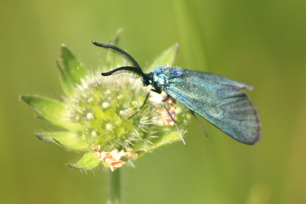 Adscita sp.  - Thomas Lux