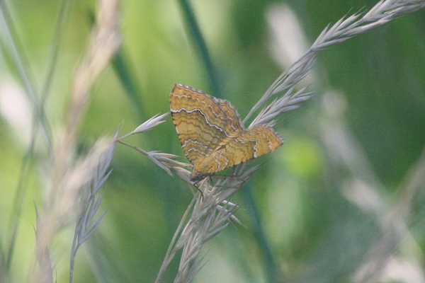 Brocatelle d'or  - Thomas Lux
