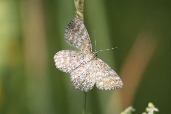 Scopula immorata  - Thomas Lux