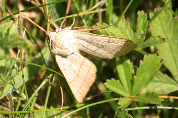 Charanyca trigrammica  - Thomas Lux