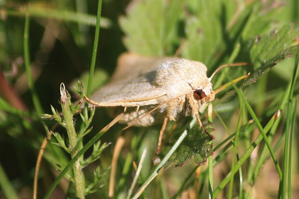 Charanyca trigrammica  - Thomas Lux