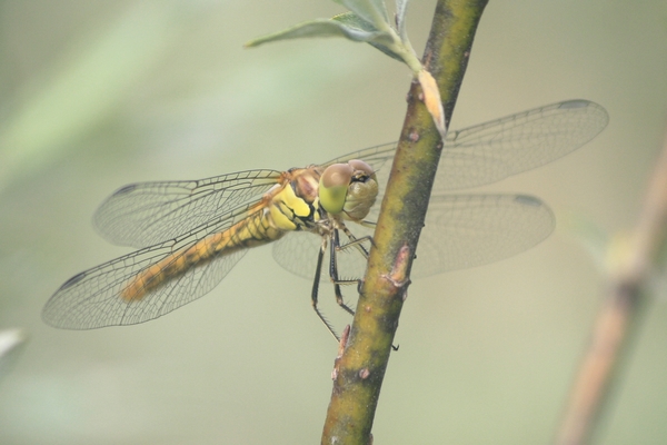 Common Darter  - Thomas Lux