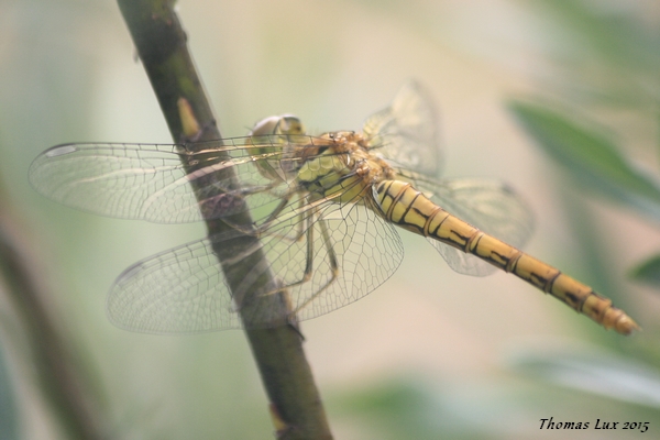 Common Darter  - Thomas Lux