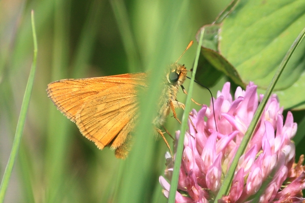 Large Skipper  - Thomas Lux