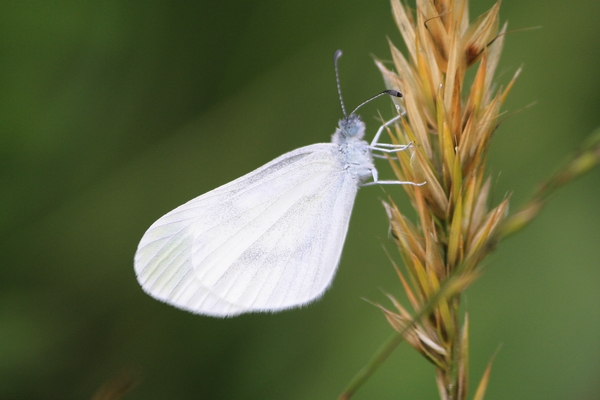 Leptidea indéterminé  - Thomas Lux