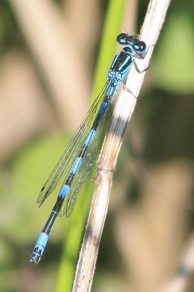 Agrion de Mercure  - Thomas Lux