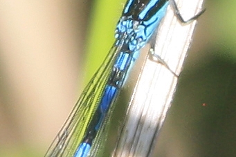 Mercury Bluet  - Thomas Lux