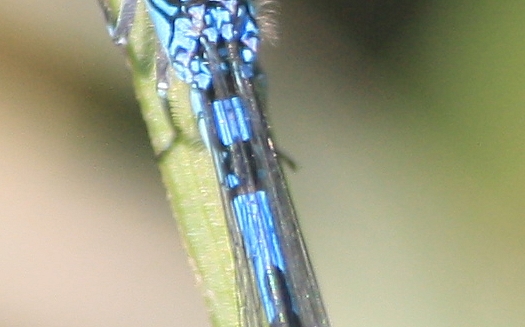 Agrion de Mercure  - Thomas Lux