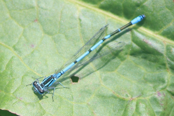 Agrion jouvencelle  - Thomas Lux