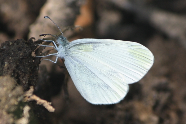 Leptidea indéterminé  - Thomas Lux