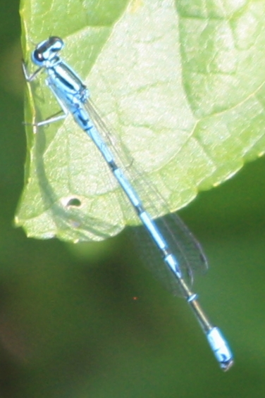 Agrion jouvencelle  - Thomas Lux