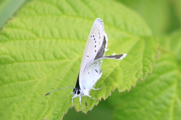 Short-tailed Blue  - Thomas Lux