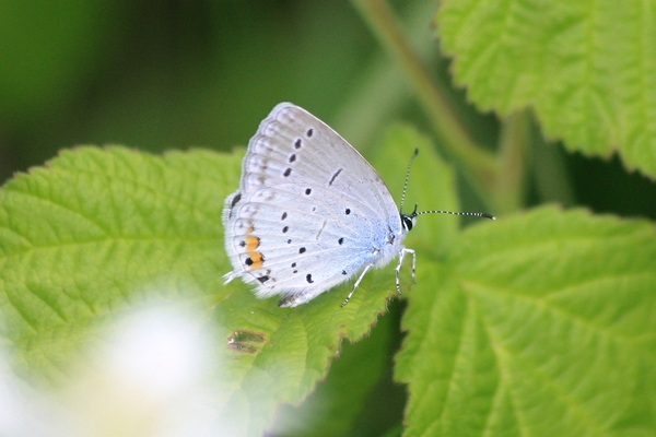 Short-tailed Blue  - Thomas Lux