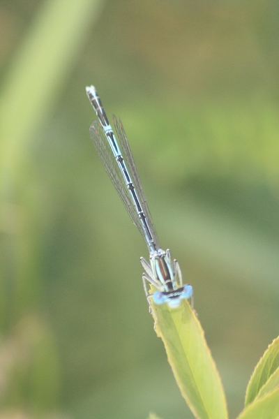 Pennipatte bleuâtre  - Thomas Lux