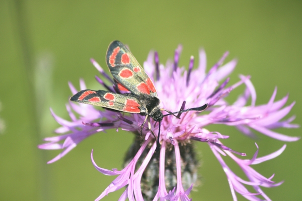 Zygaena carniolica  - Thomas Lux